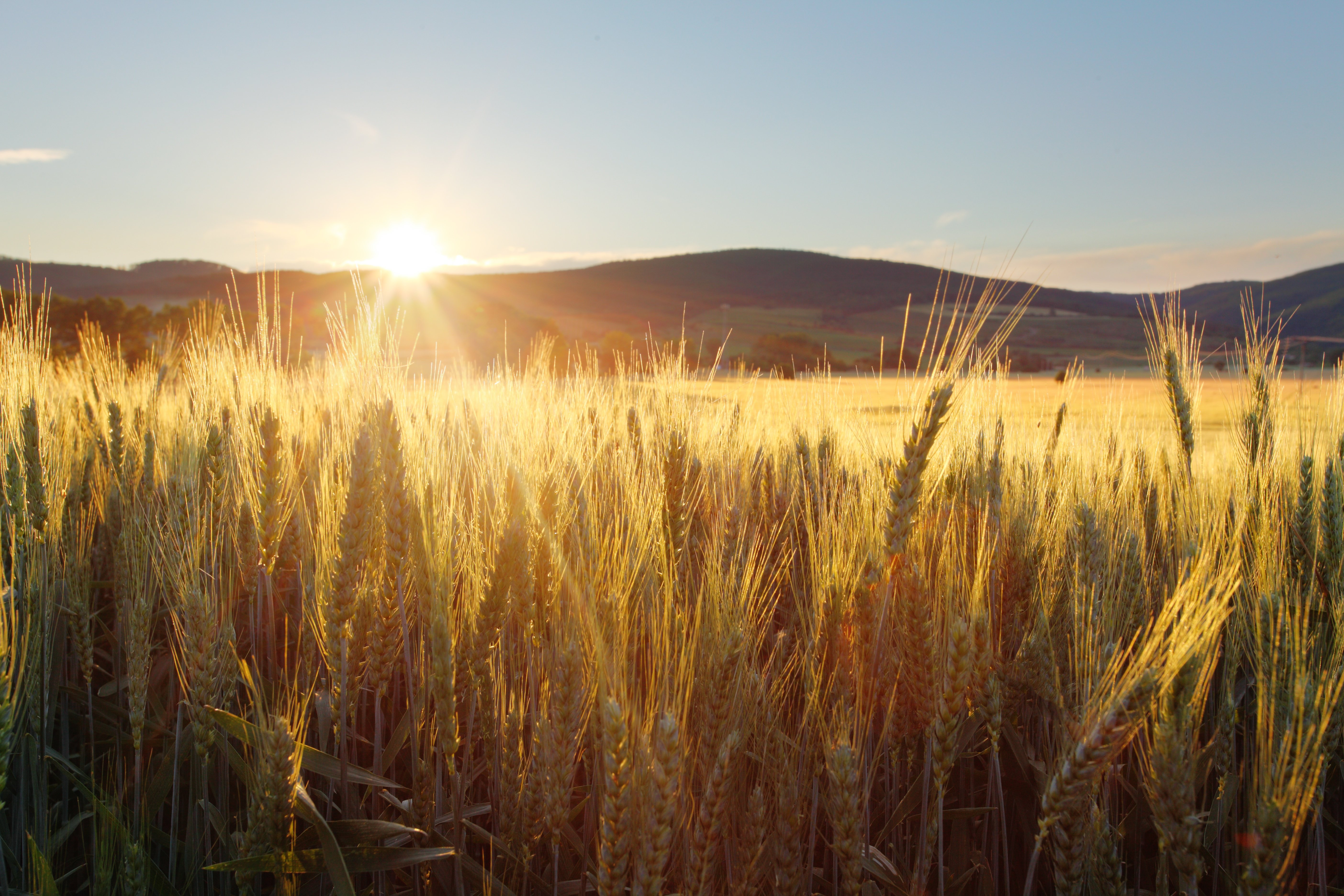 what-s-the-ideal-moisture-content-for-grain